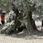 Ulldecona: Guided Tour of the Millenary Olive Trees of Arión - Practical Details and Value