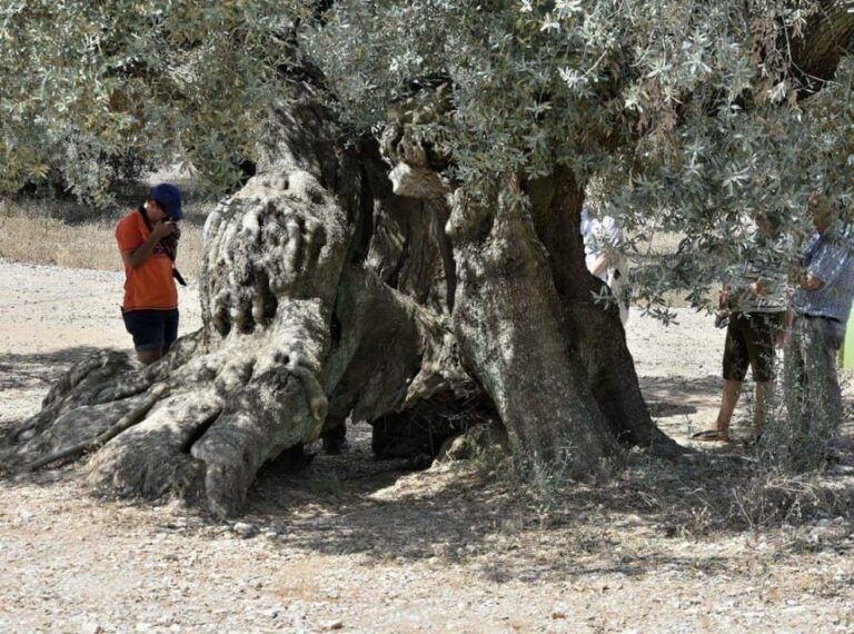Ulldecona: Guided Tour of the Millenary Olive Trees of Arión - Practical Details and Value