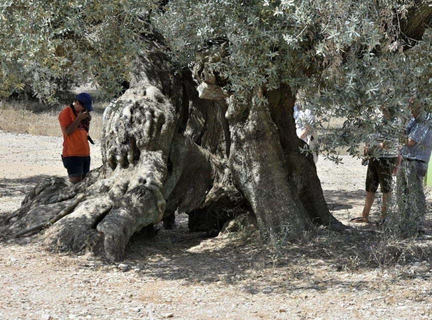 Ulldecona: Guided Tour of the Millenary Olive Trees of Arión - Practical Details and Value