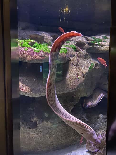 Underwater Paris: A Dreamy Dive into the Aquarium de Paris - The Value of the Experience