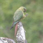Ushuaia: Birding Tour in Tierra del Fuego National Park - Why This Tour Stands Out