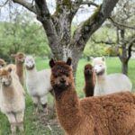 Vaihingen an der Enz: Guided alpaca hiking tour in idyllic countryside - The Animals & Their Care