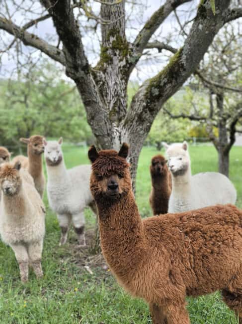Vaihingen an der Enz: Guided alpaca hiking tour in idyllic countryside - The Animals & Their Care