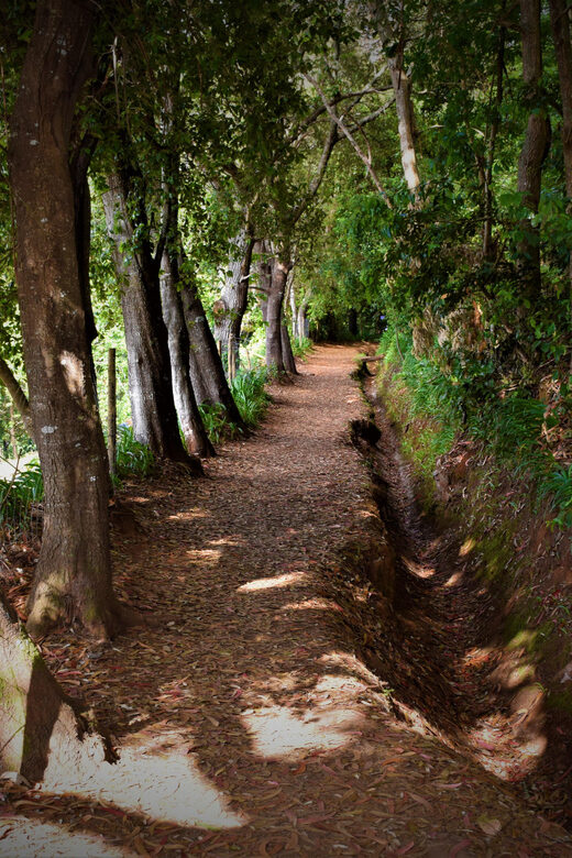 Vale Paraíso Rochão Madeira Island Walk - Vale Paraíso: A Peaceful Introduction to Madeira’s Valleys