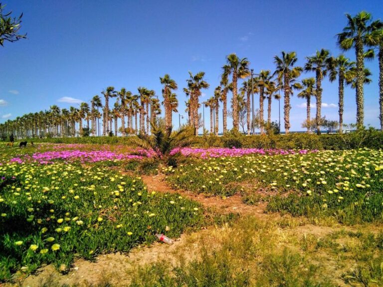 Valencia: Horchata Bike Tour - FAQ