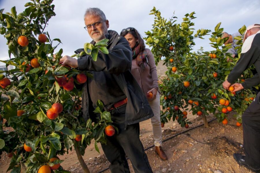 Valencia: Orange Farm and Orchard Trip with Tastings - Pricing and Value
