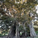 Valencia Parks: Private Tour on Bicycle, E-Bike or E-Step - The Benefits of a Private, Easy-Paced Tour