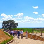 Valencia: Winery Visit with Vineyard Tour & Wine Tasting - Analyzing the Value