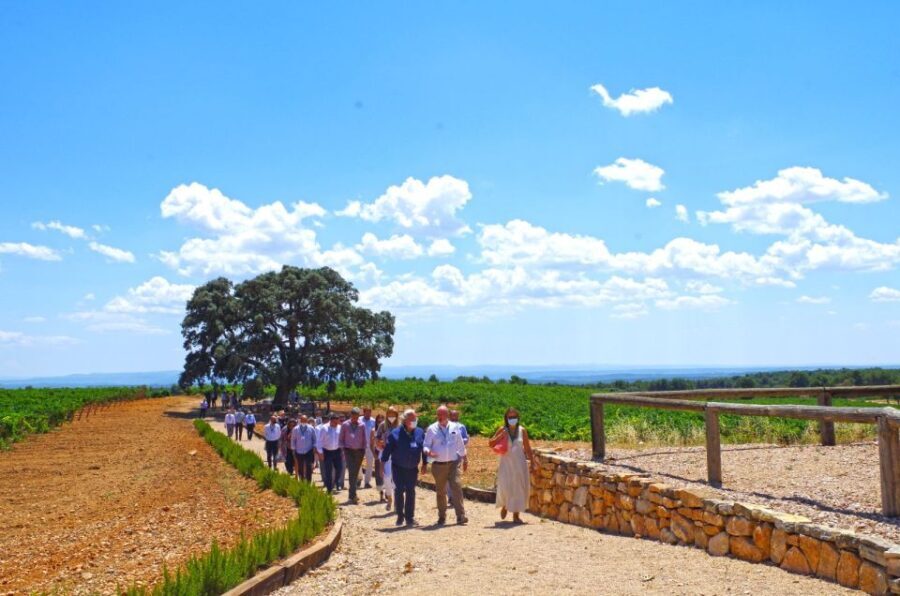 Valencia: Winery Visit with Vineyard Tour & Wine Tasting - Analyzing the Value