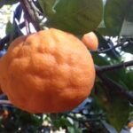 Valley of the Temples: Kolymbethra Garden Entry Ticket - What We Love About This Experience