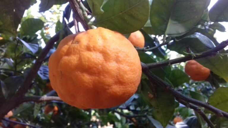 Valley of the Temples: Kolymbethra Garden Entry Ticket - What We Love About This Experience