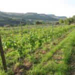 Valpolicella in the round: tasting of typical Valpolicella wines - Final Thoughts