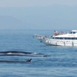 Varazze: Pelagos Sanctuary Guided Cetacean Watching Tour - Why the Cost Offers Good Value