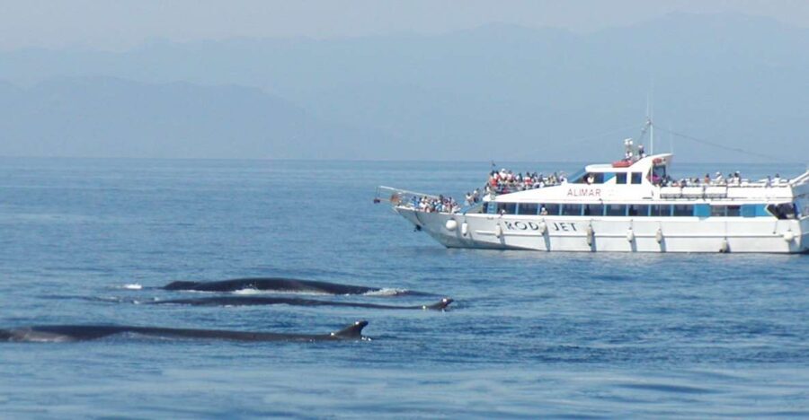 Varazze: Pelagos Sanctuary Guided Cetacean Watching Tour - Why the Cost Offers Good Value