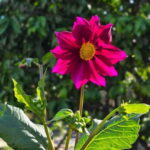 Vegetarian Albanian Food Tour in a Local Garden  Shkodër - A Close Look at the Experience