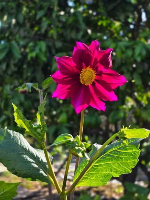 Vegetarian Albanian Food Tour in a Local Garden Shkodër - A Close Look at the Experience
