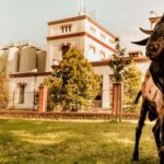 Velke Popovice: Kozel Brewery Tour with Beer Tasting - A Close Look at the Kozel Brewery Tour