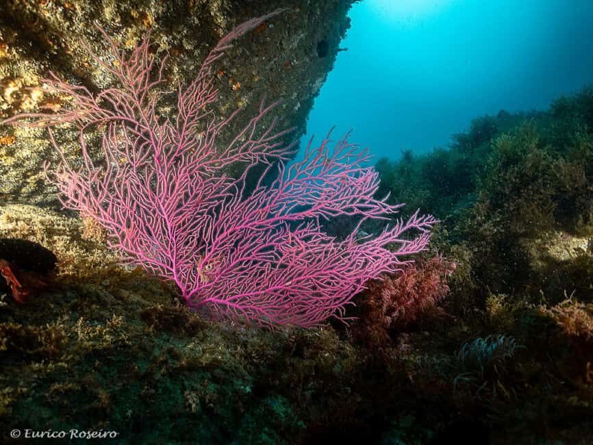 Very First Scuba Dive Experience in the Ocean from Peniche - The Value of This Experience