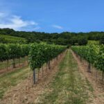 Vienna: Small-Group Wine Tasting Tour - What’s Included and What’s Not