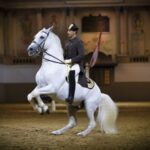 Vienna: Spanish Riding School 45-Minute Performance Show - Who Is This Tour Best For?