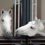 Vienna Spanish Riding School Guided Tour - The Guides & Visitor Experience