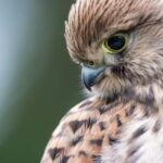Vienna: Urban Birding  Guided bird watching tour in the big city! - What You’ll Love About This Tour