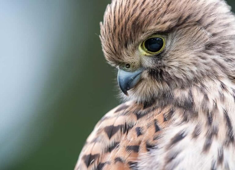 Vienna: Urban Birding  Guided bird watching tour in the big city! - What You’ll Love About This Tour