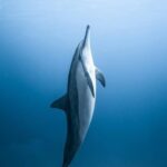 Vilamoura: Boat tour trough Algarve Coastline Highlights - Why This Tour Is a Good Choice