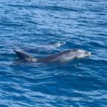 Vilamoura: Private boat Marine Wildlife Watching Safari - Practical Details & Value