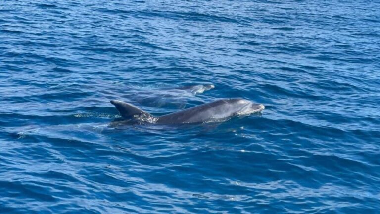 Vilamoura: Private boat Marine Wildlife Watching Safari - Practical Details & Value