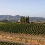Vinci: wine-experience among the Tuscan hills - Behind the Scenes in the Cellar
