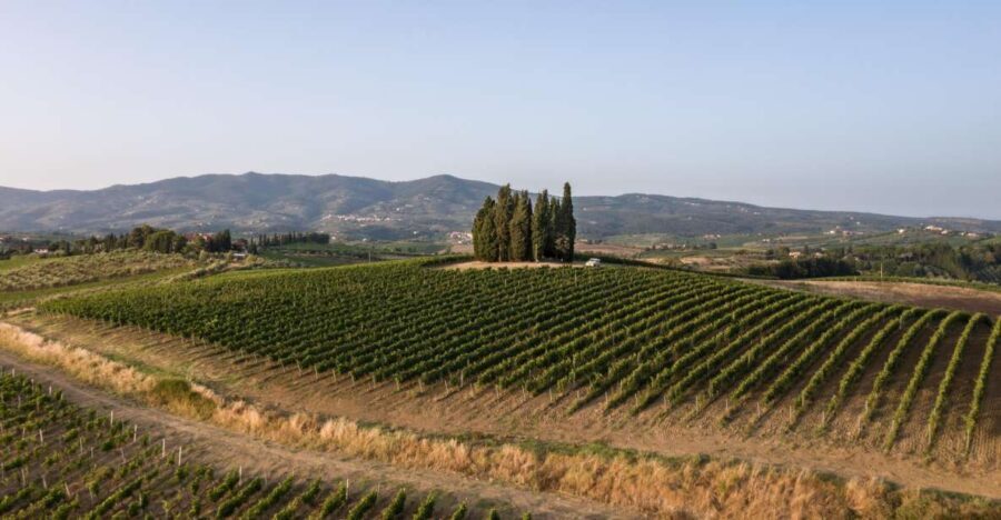 Vinci: wine-experience among the Tuscan hills - Behind the Scenes in the Cellar