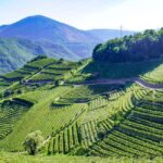 vineyard experience - Final Verdict