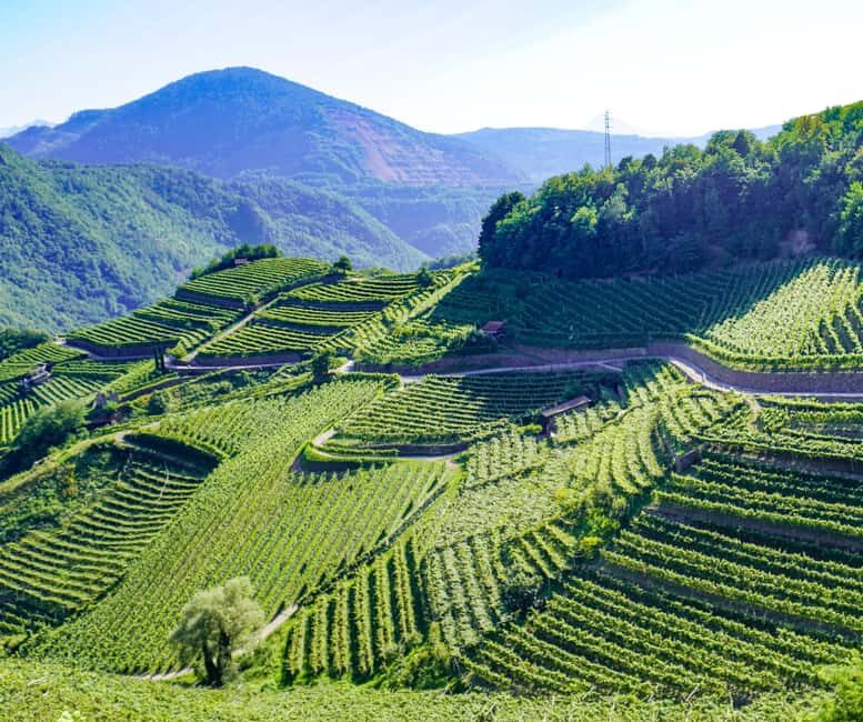 vineyard experience - Final Verdict