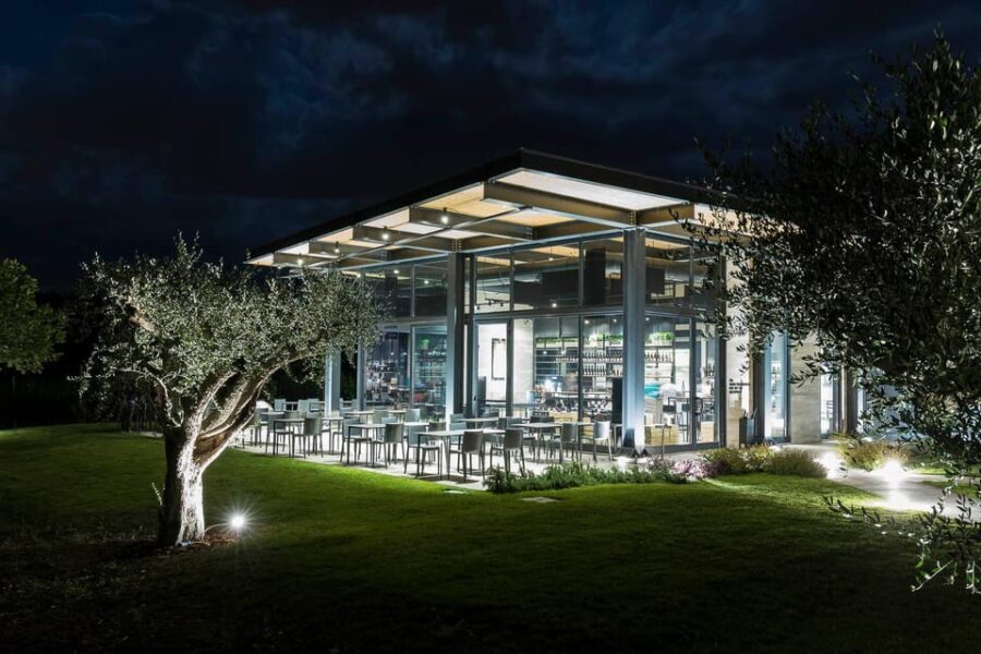 Vineyard Tour and Winery Visit with Tasting of Wines of Romagna - An In-Depth Look at the Vineyard Experience