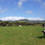 Visit a Farm on the Island of Pico - A detailed look at the farm experience on Pico