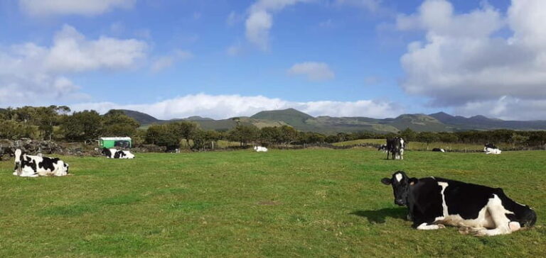 Visit a Farm on the Island of Pico - A detailed look at the farm experience on Pico