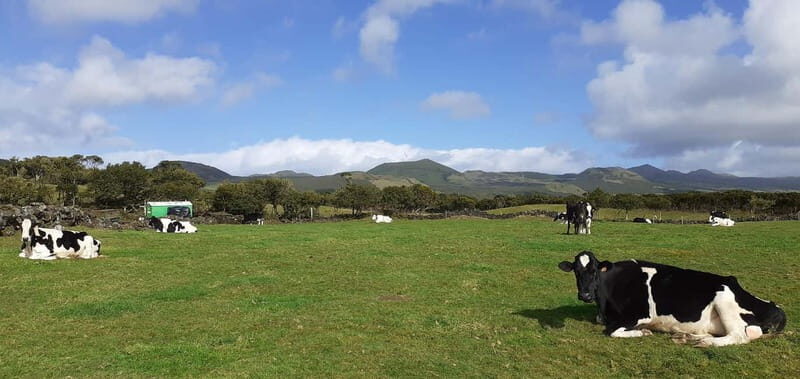 Visit a Farm on the Island of Pico - A detailed look at the farm experience on Pico