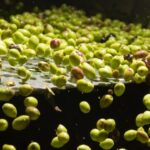 Visit an almazara + extra virgin olive oil tasting: Baeza - The Itinerary: What to Expect from Start to Finish