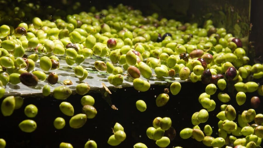 Visit an almazara + extra virgin olive oil tasting: Baeza - The Itinerary: What to Expect from Start to Finish