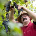 Visit and tasting with the producer - Is This Tour Worth It?