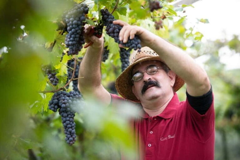 Visit and tasting with the producer - Is This Tour Worth It?