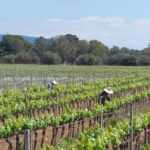 VISIT BODEGAS BORDOY ,DEGUSTACION 5 WINES, FINGER FOOD - Why This Tour Works Well for Travelers