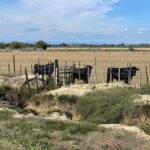 Visit Camargue and Espiguette Lighthouse from Montpellier - Is This Tour Worth the Price?