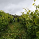 Visit Quinta de Sobre a Fonte with wine tasting and transportation - Practical Details and Value