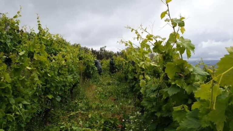 Visit Quinta de Sobre a Fonte with wine tasting and transportation - Practical Details and Value