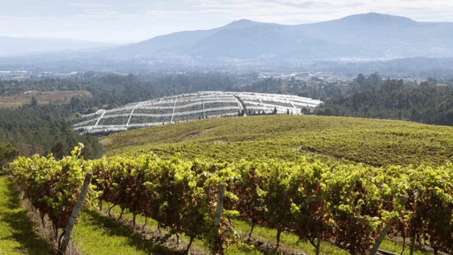 Visit to the Adegas Valmiñor winery and tasting - A Closer Look at the Adegas Valmiñor Experience