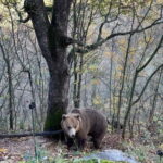 Visit to the bear wildlife area and the medieval tower - Detailed Breakdown of the Itinerary