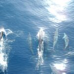Vrsar: Dolphin Watching Boat Tour including Drinks - Whats Included & Whats Not