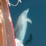 Vrsar: Dolphin Watching Boat Tour including Drinks - Practical Details and Considerations